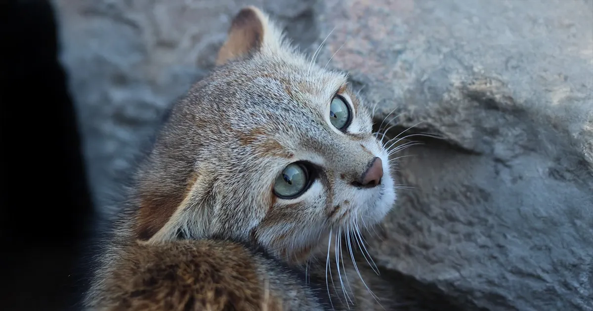 Avvistato il raro Gatto Colocolo una scoperta cruciale per la sua sopravvivenza il video