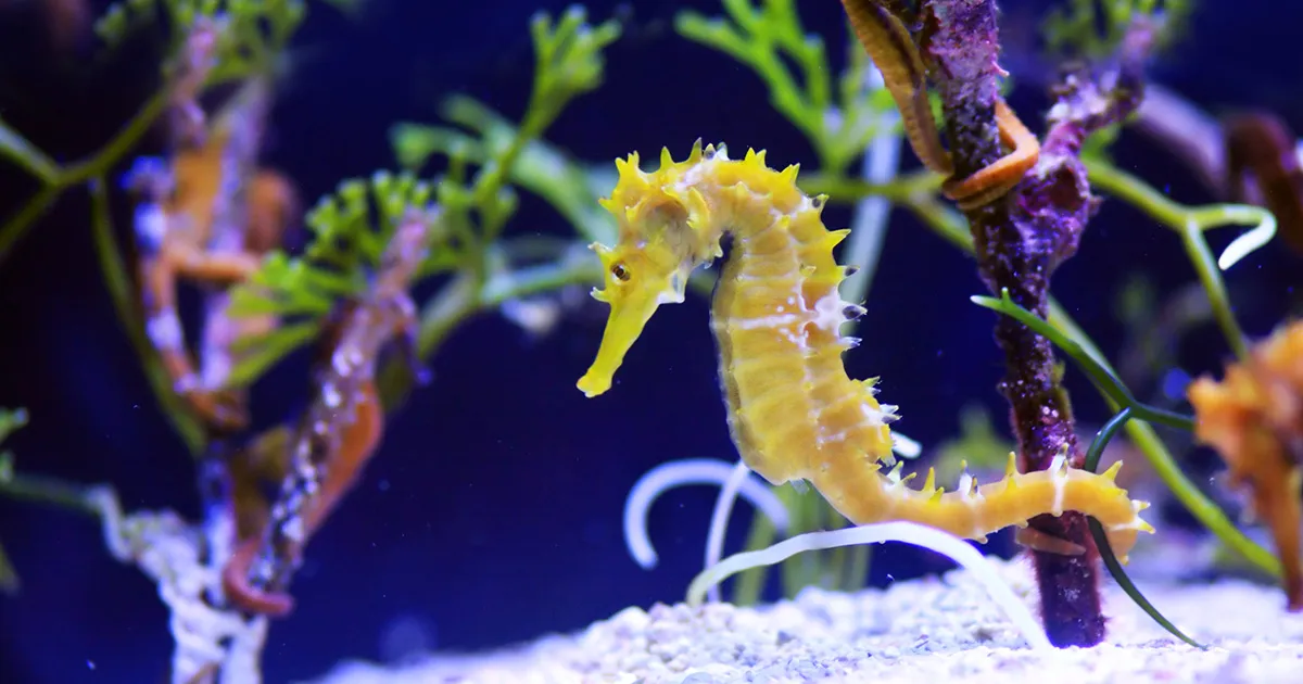 Dal cuore dellAcquario al mare aperto 100 cavallucci marini sono stati liberati nei nostri mari