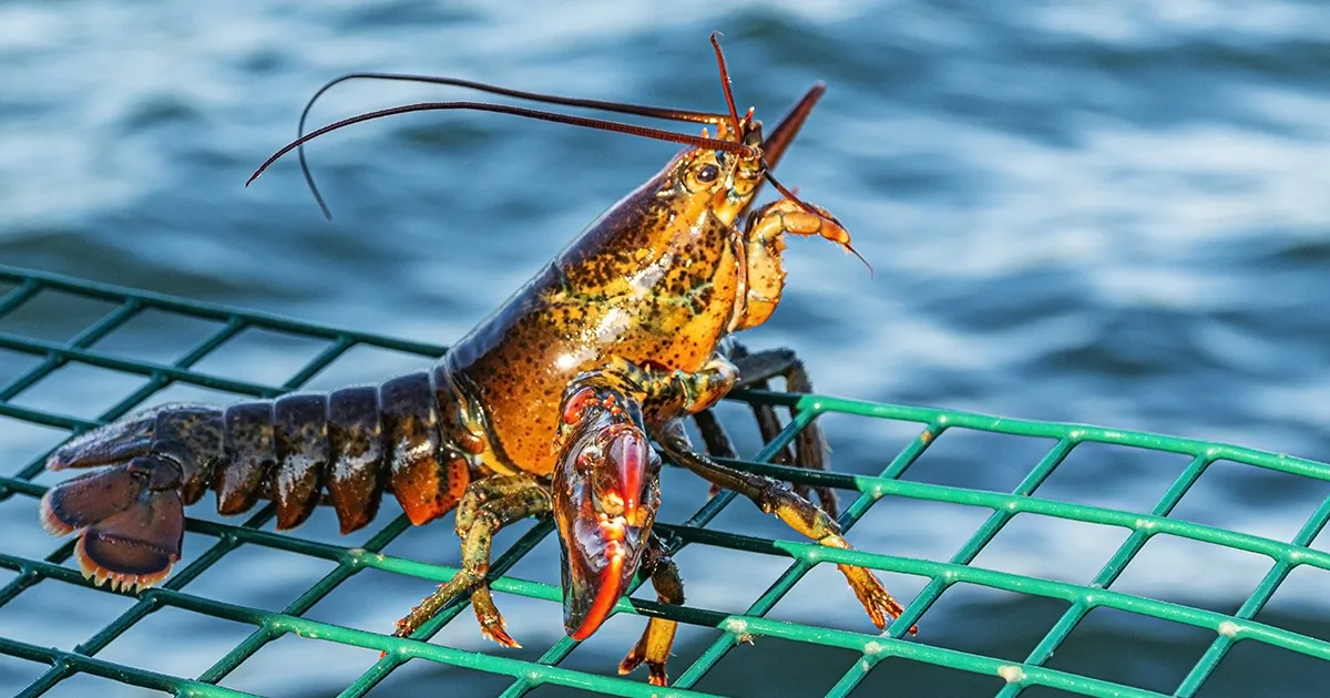 Ristoratore trova un astice davvero speciale e sceglie di salvarlo Cos solo uno su 30 milioni ecco perch  rarissimo