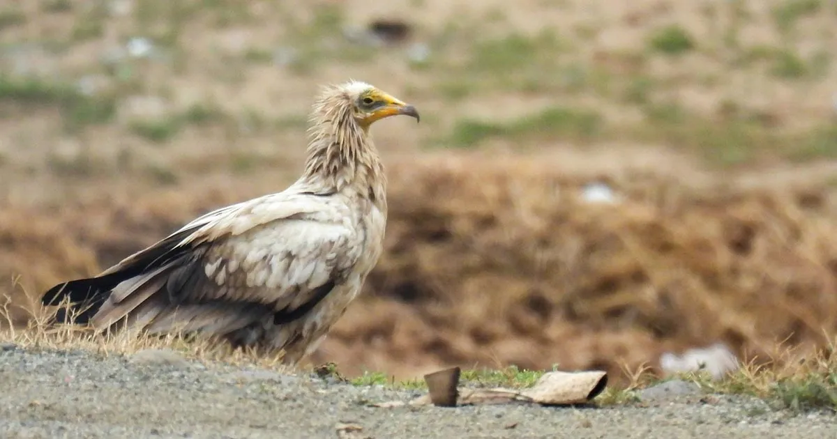 Un ritorno atteso da decenni il capovaccaio torna a nidificare in Sicilia dopo mezzo secolo