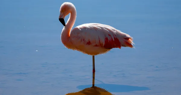 L’incredibile storia di Frankie, il fenicottero che ha volato per 300 km per fuggire da un recinto e tornare in libertà