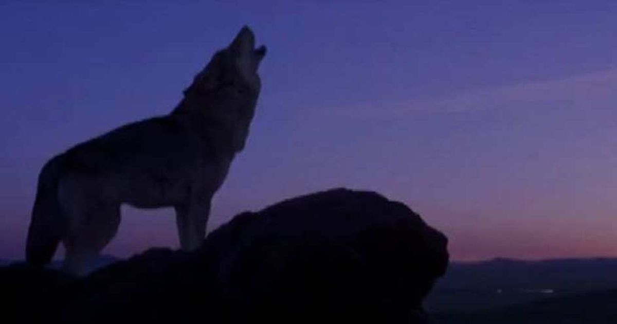 Annaud: “L’ultimo lupo”