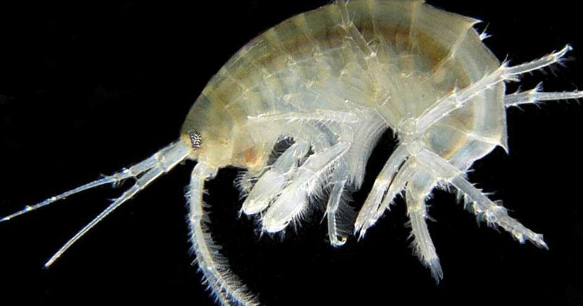 Gamberetti cannibali