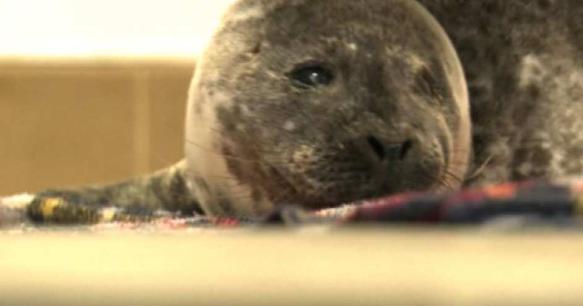 Video News 01/04/2015