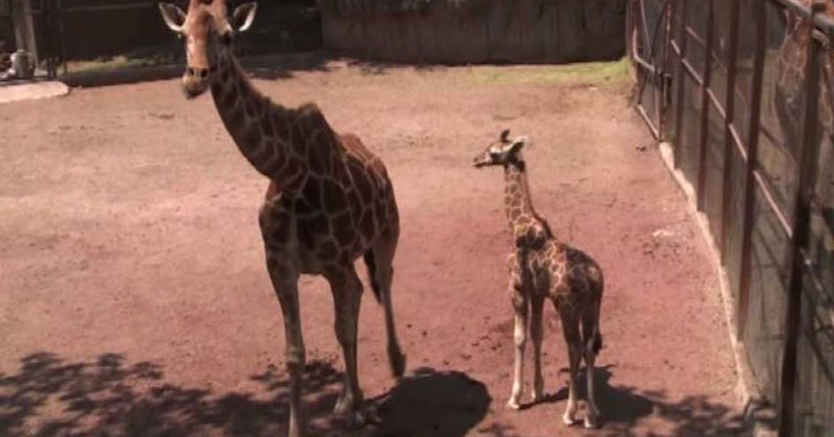 Video News 21/04/2015