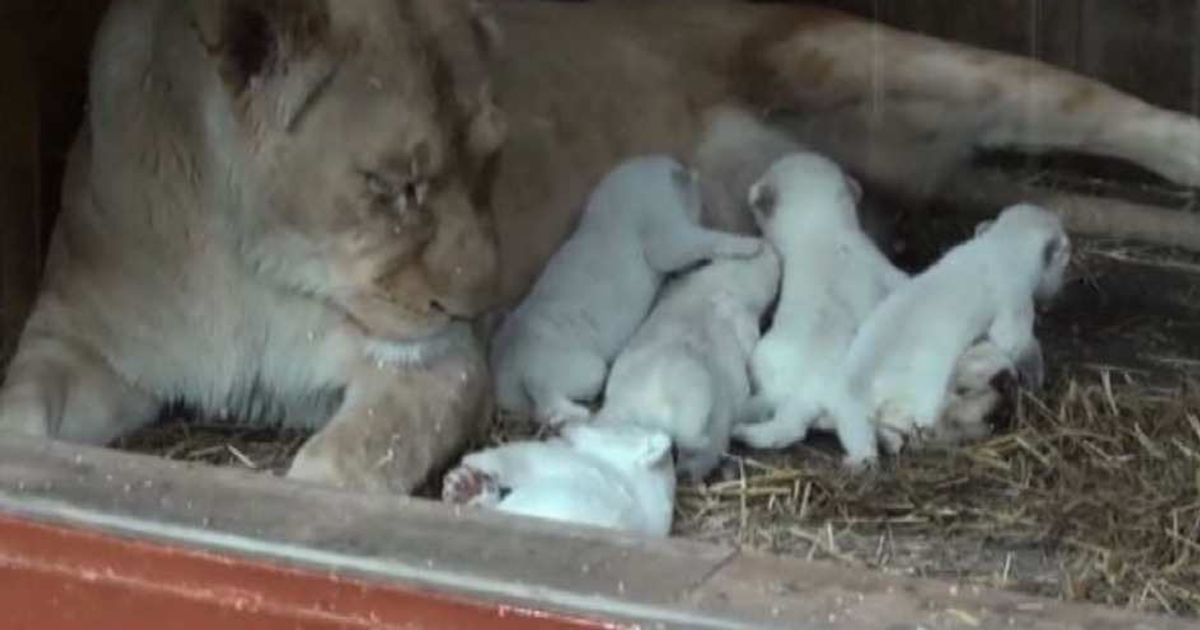 Video News 21/04/2015