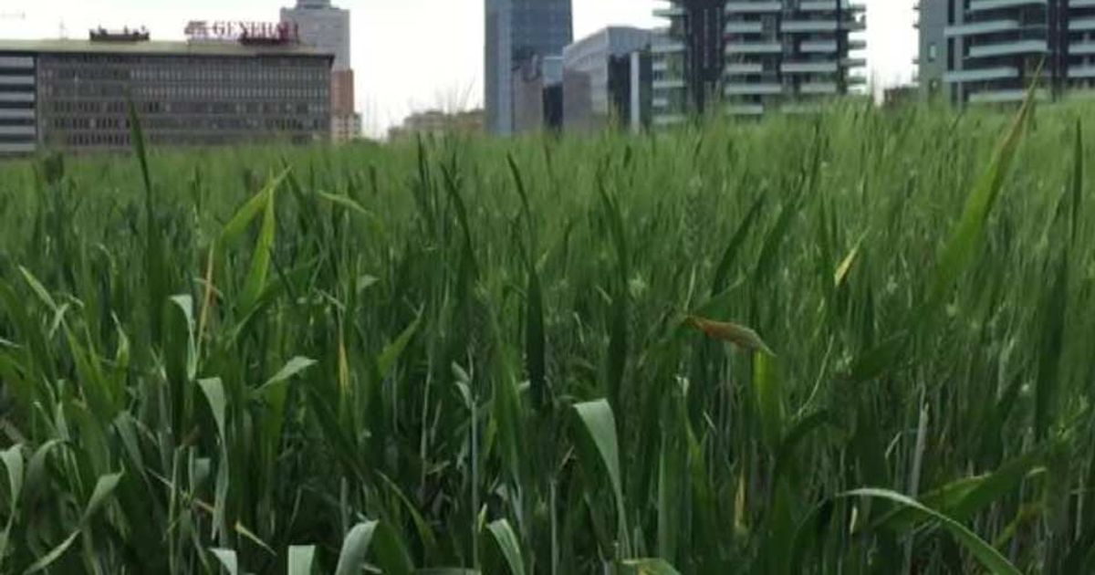 Video News 18/05/2015