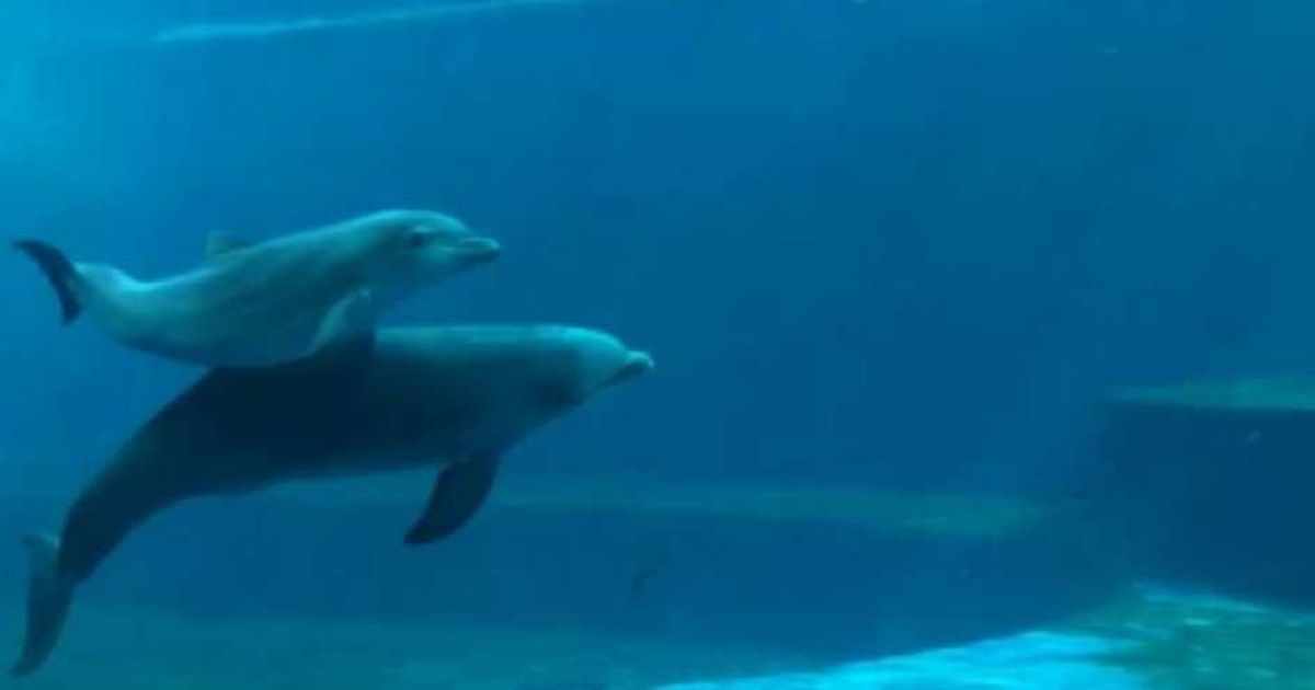 Video News 21/05/2015