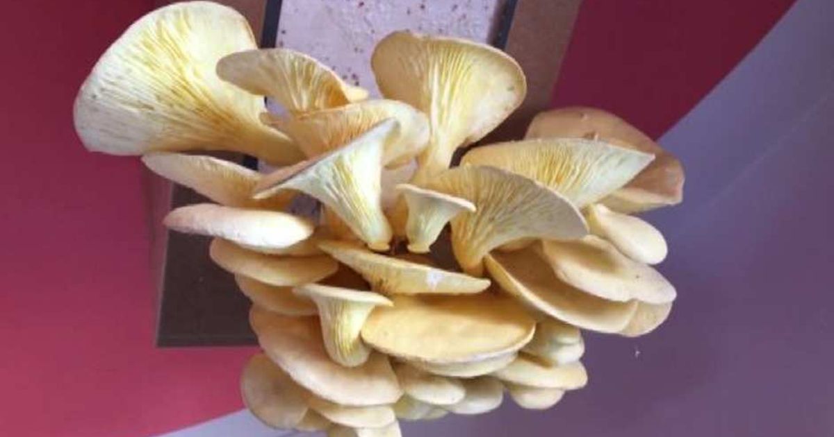 Video News 26/05/2015