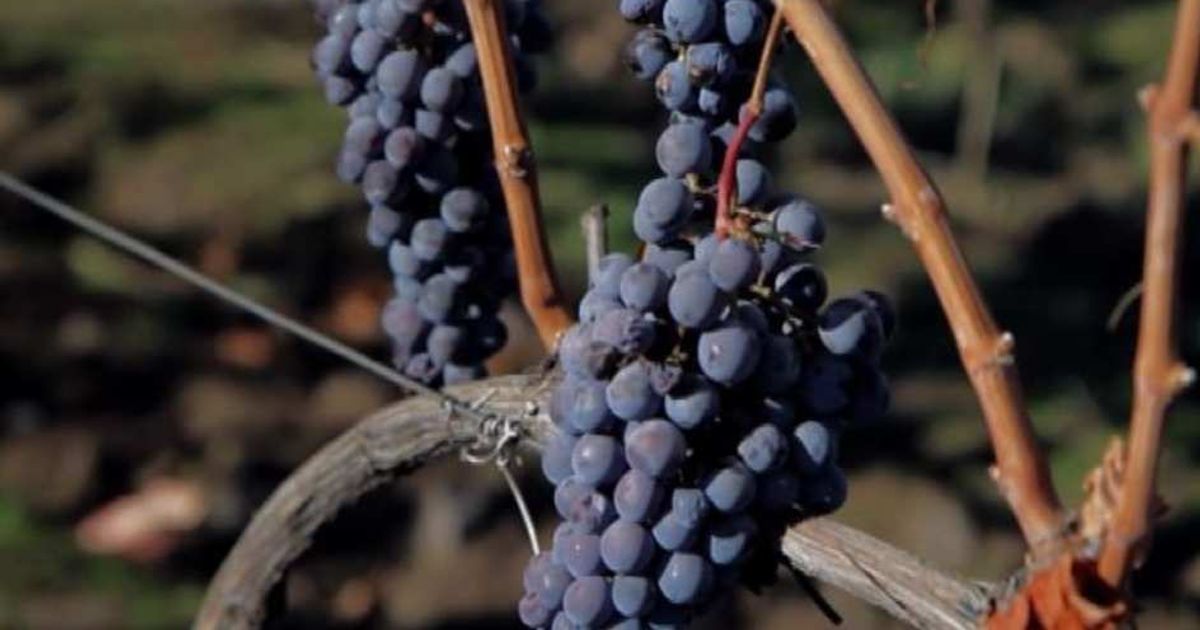 Video News 06/06/2015