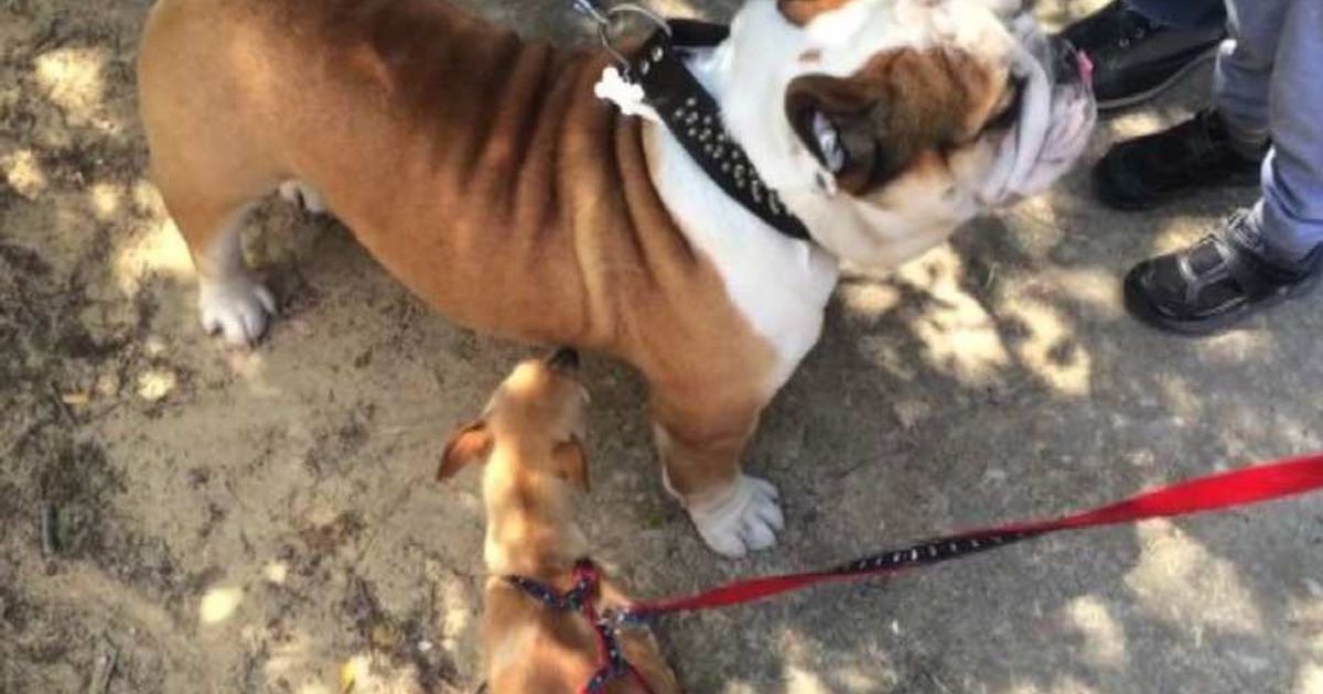 Video News 08/06/2015