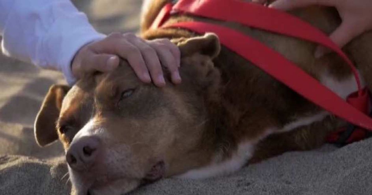 Video News 08/06/2015