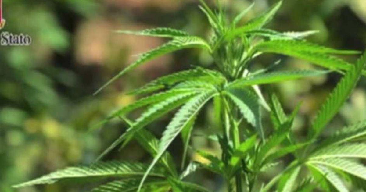 Video News 09/06/2015