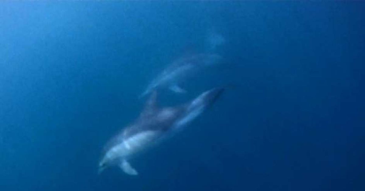 Video News 09/06/2015