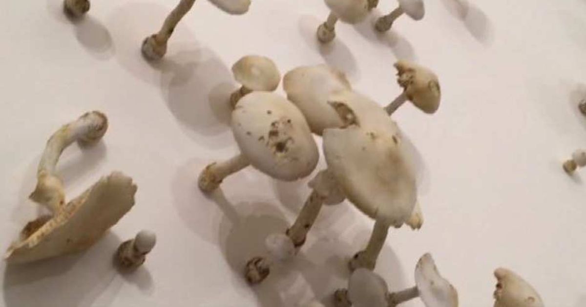 Video News 15/06/2015