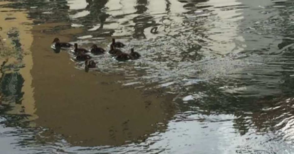 Video News 16/06/2015