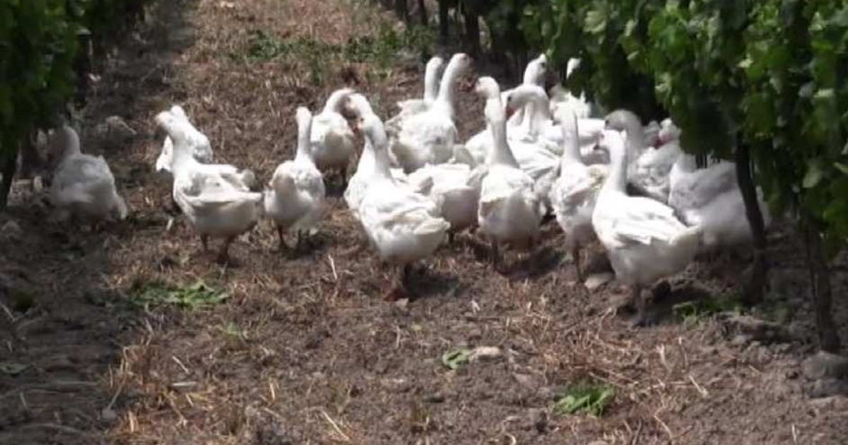 Video News 17/06/2015