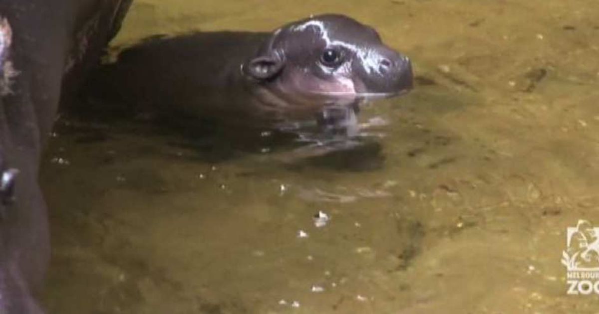 Video News 20/06/2015