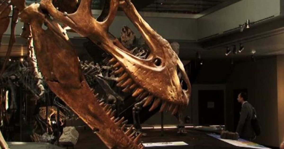 Video News 20/06/2015