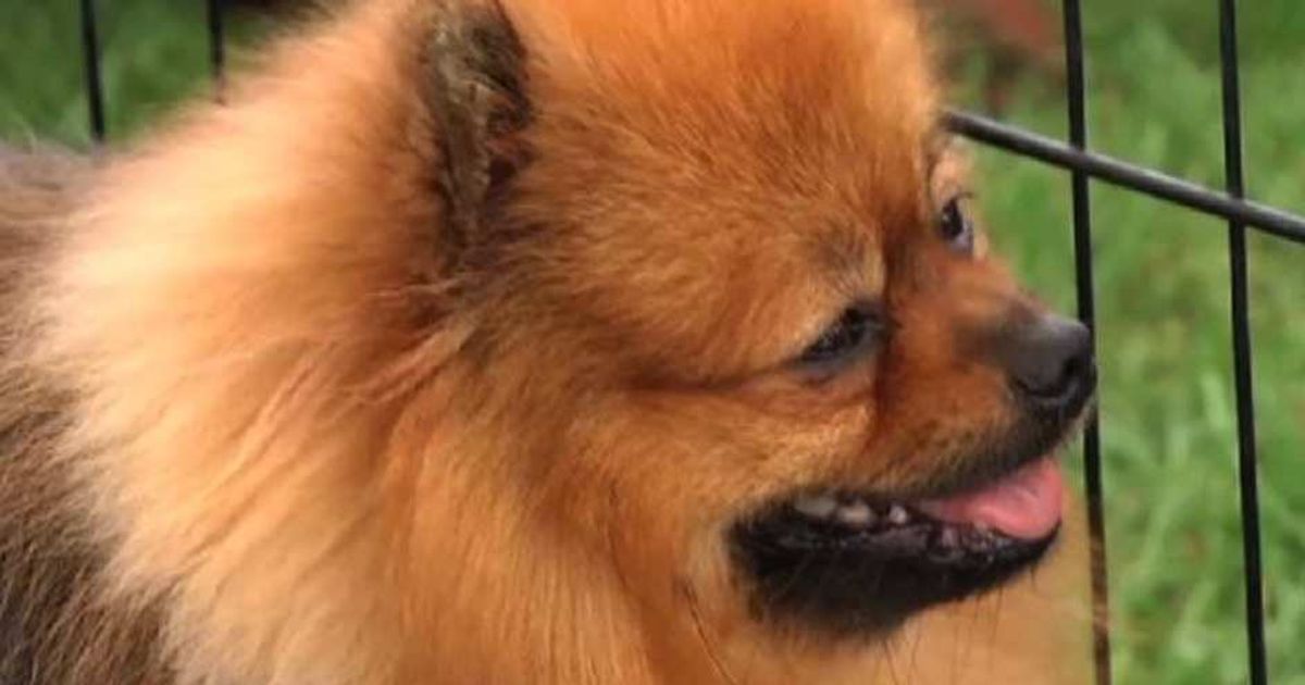 Video News 22/06/2015