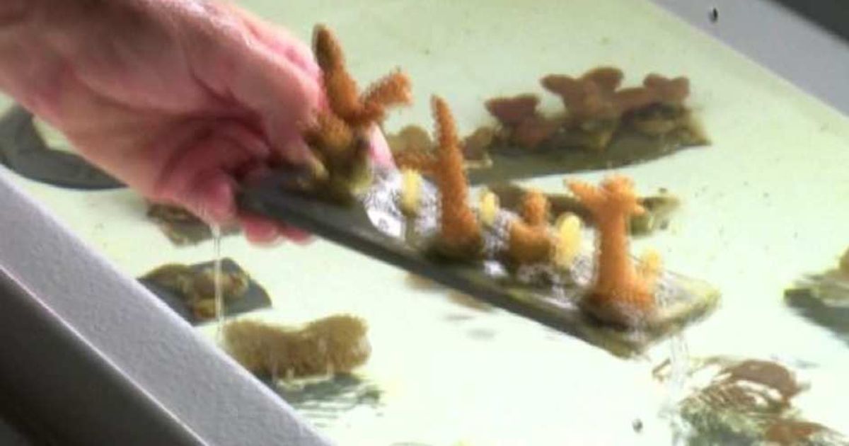 Video News 30/06/2015