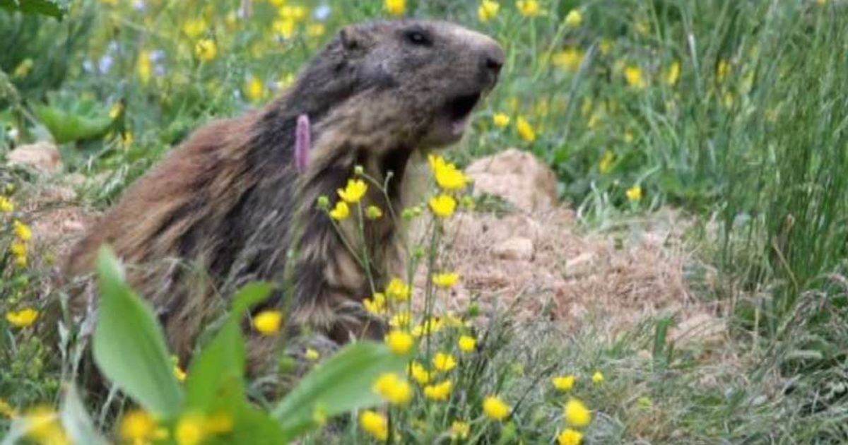 Video News 30/06/2015