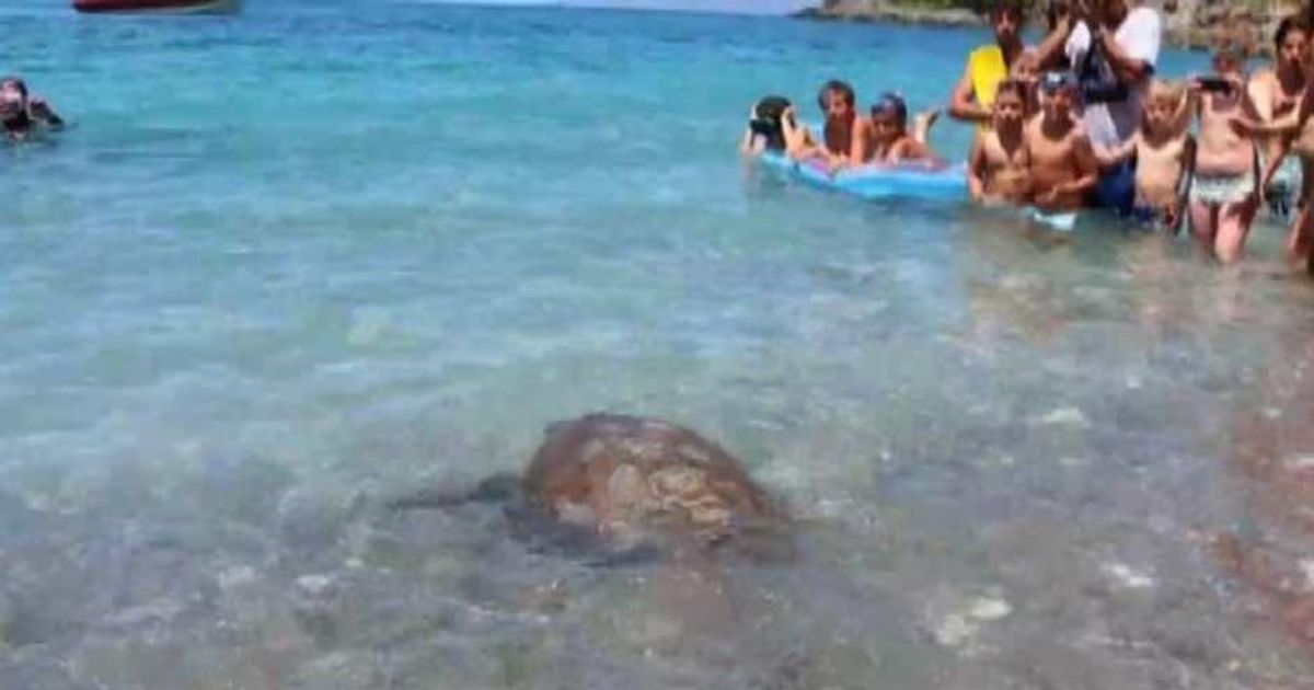 Video News 02/07/2015