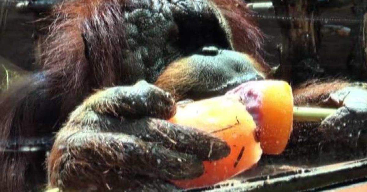 Video News 03/07/2015