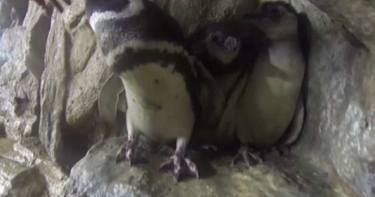 Video News 14/07/2015