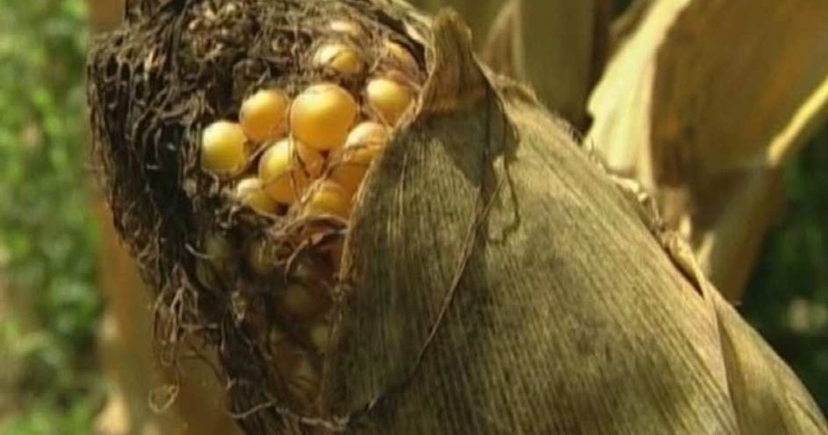 Video News 17/07/2015