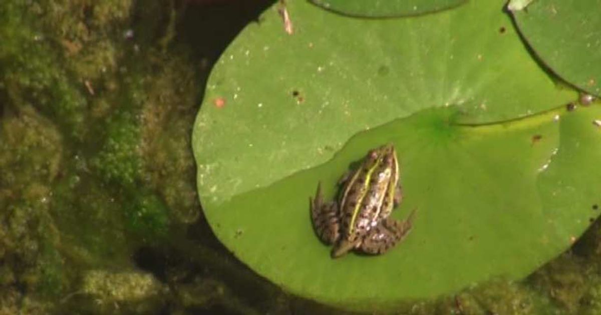 Video News 24/07/2015