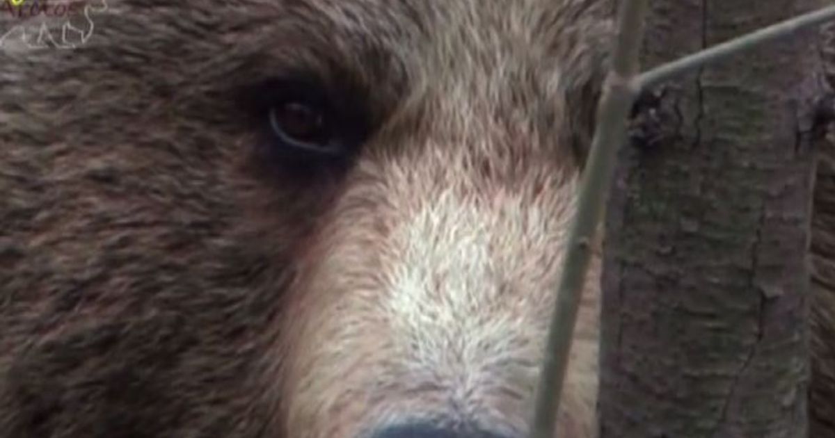 Video News 03/08/2015