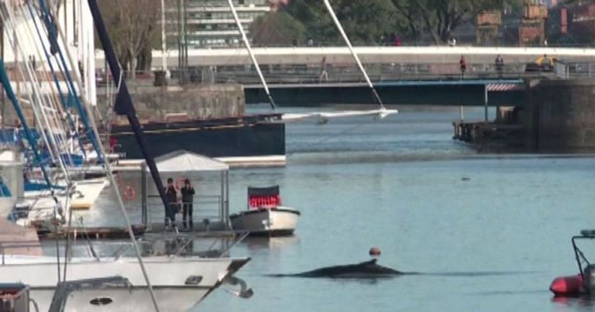 Video News 04/08/2015