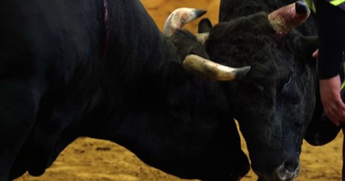 Video News 19/08/2015