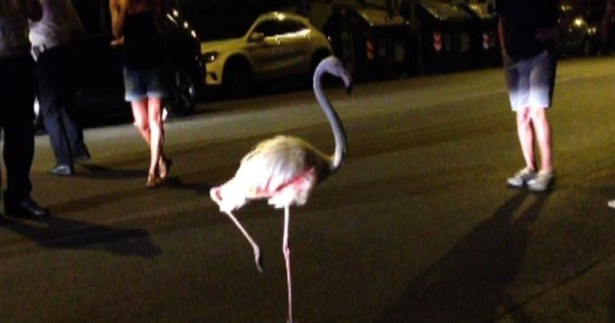 Video News 24/08/2015