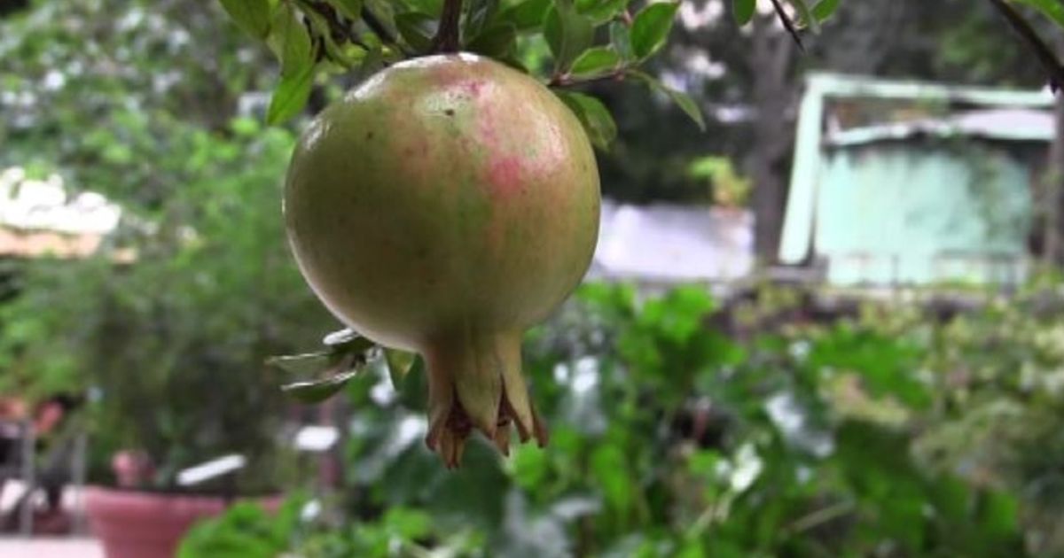 Video News 17/09/2015