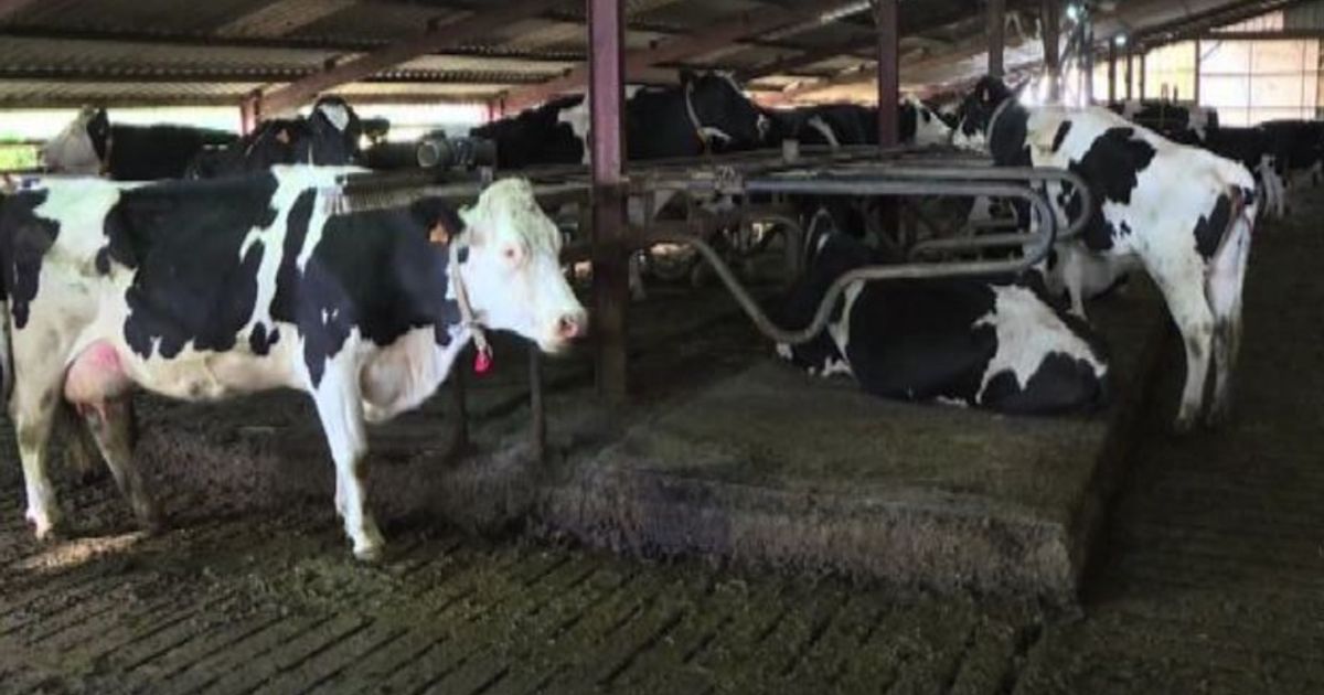 Video News 13/10/2015