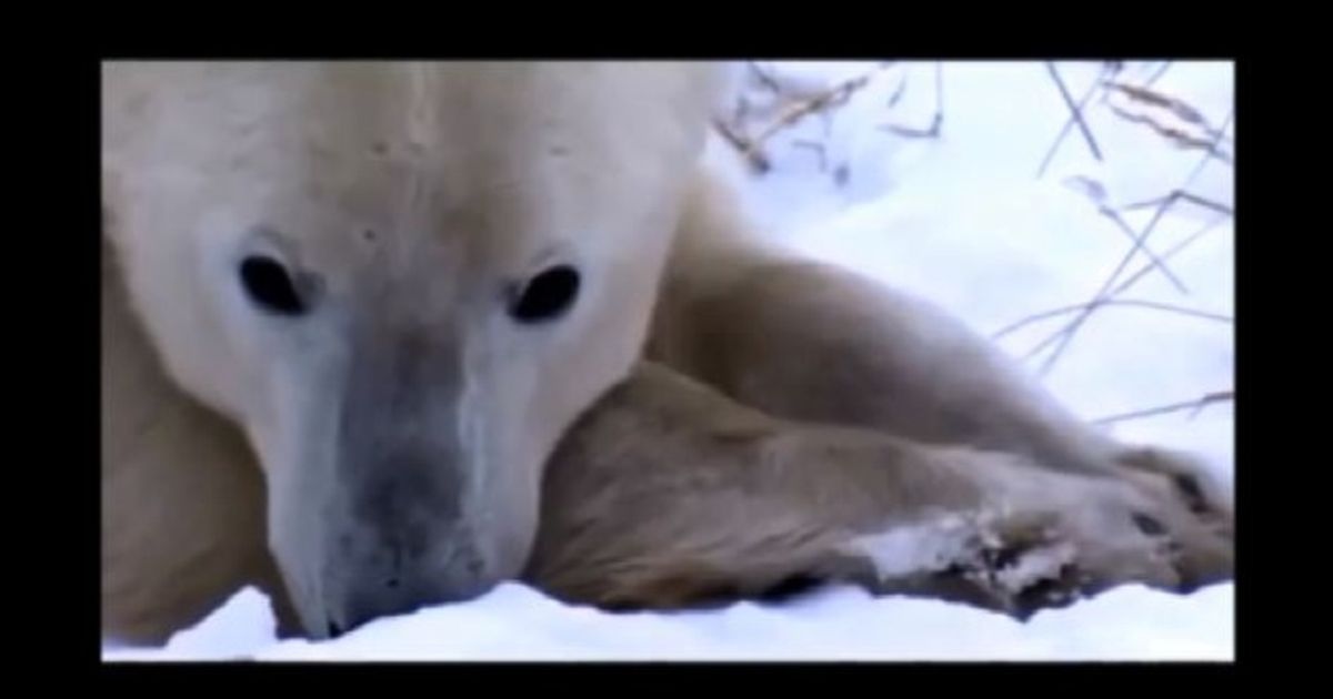 Video News 26/10/2015