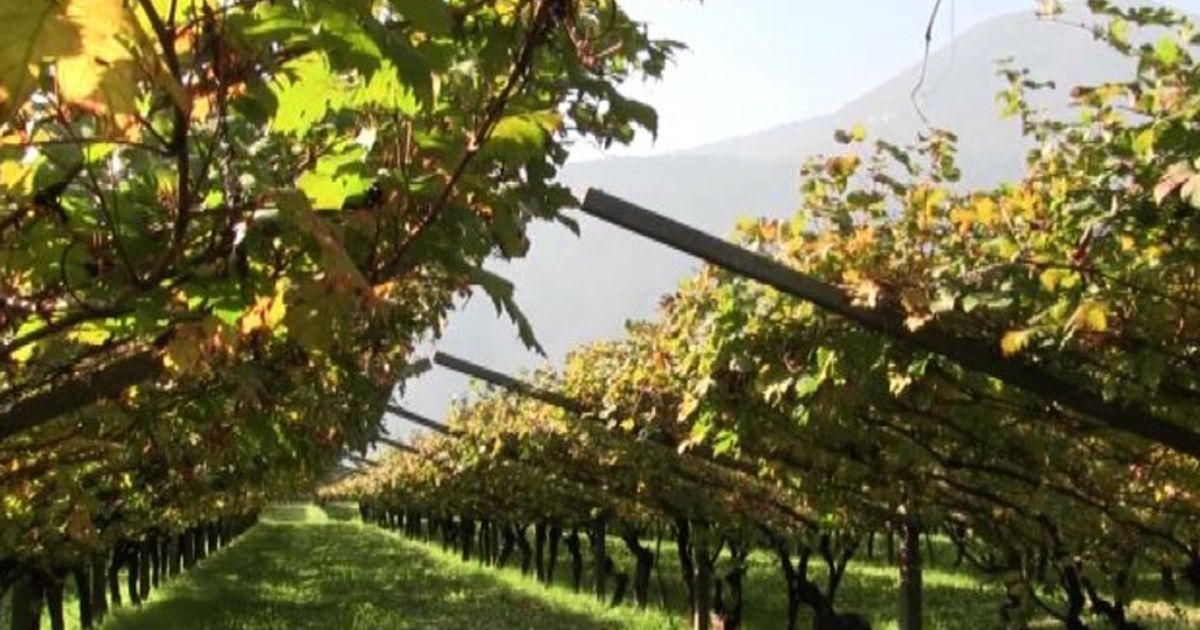 Video News 27/10/2015