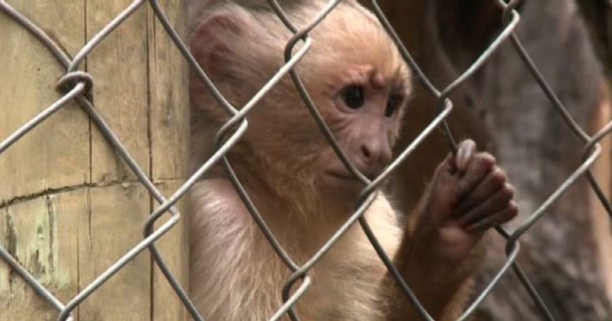 Video News 29/10/2015