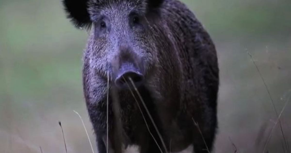 Video News 02/11/2015