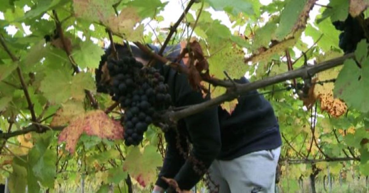 Video News 12/11/2015