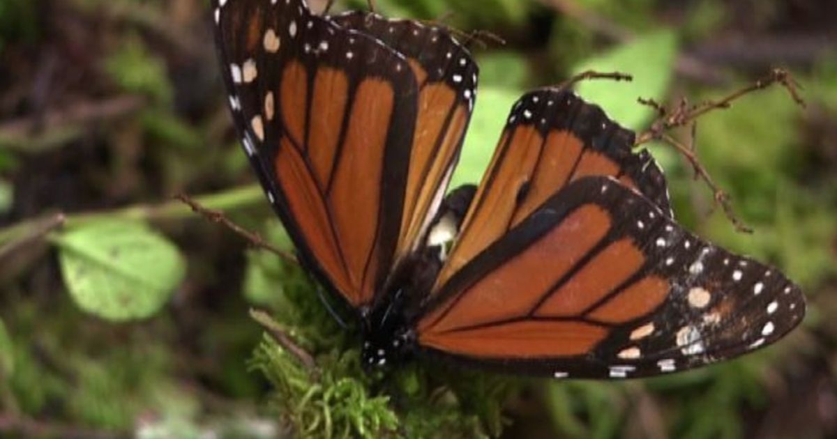 Video News 13/11/2015