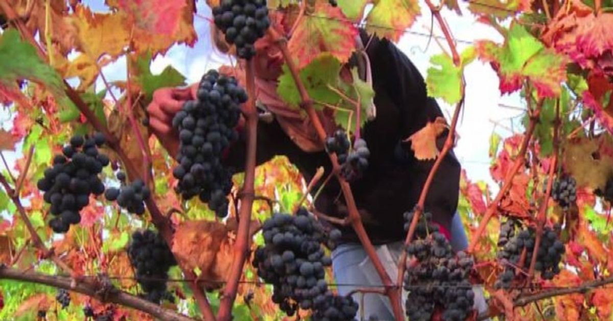 Video News 14/11/2015