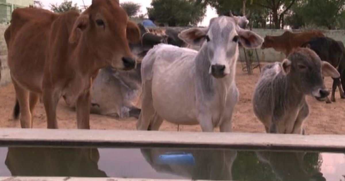 Video News 16/11/2015