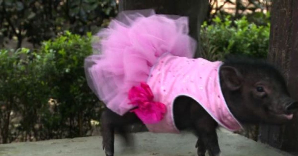 Video News 18/11/2015