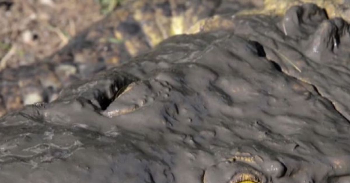 Video News 19/11/2015