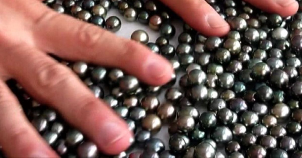 Video News 24/11/2015