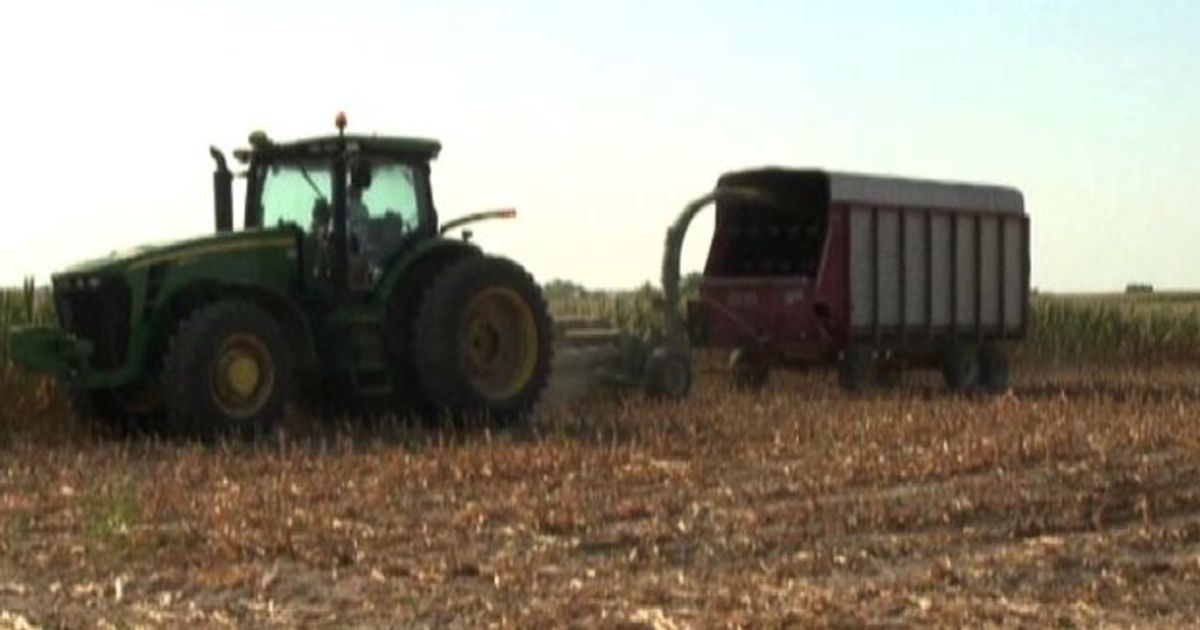 Video News 25/11/2015