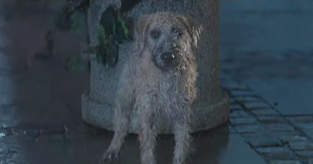 Il cane potrebbe rovinargli la vita. Ma lui pensa alla figlia e lo salva